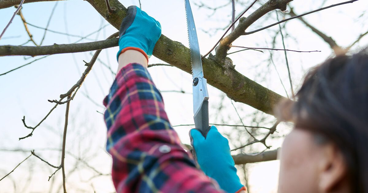 Woman cutting limb off tree in yard.